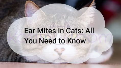 What are the signs of diabetes in kittens? How can you tell if your cat has ear mites and how do you ...