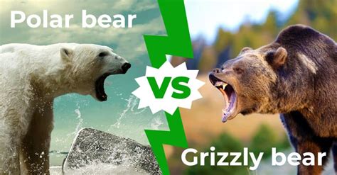 Polar Bears Vs Grizzly Bears Which Would Win In A Fight Az Animals