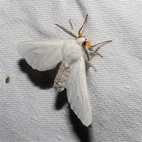 maryland biodiversity project agreeable tiger moth spilosoma congrua