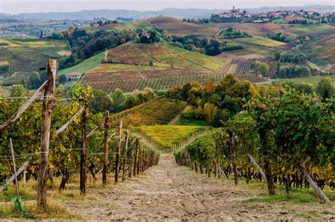 Langhe Wine Region Tour Barolo Wine Experience Go Italy Tours