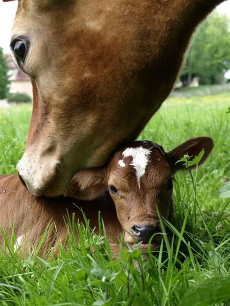 Mom And Babylike All Animals Cows Form Strong Maternal Bonds With