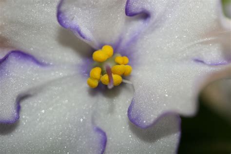 African Violet Macro Photography By Jeremy Bagge African Violets