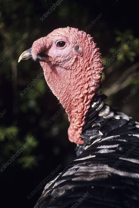 turkey cock stock image e764 0330 science photo library