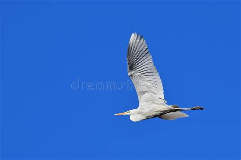 Great Egret In Flight Blue Sky Common Egret White Heron In Flight