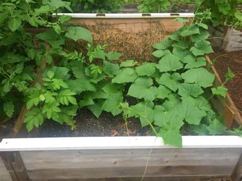 Take a look at the my favorite suggestion is to put your finger into the soil and see if its dry two inches down. Mavis Mail - Heather From Massachusetts Sends in Her ...