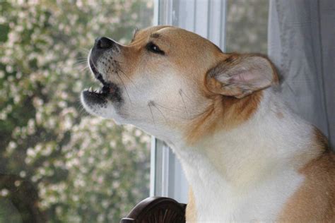 How To Stop Your Dog Barking When You Leave Home Updated