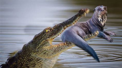 Otter Was Attacked By Crocodile When It Is Foraging On The River Youtube