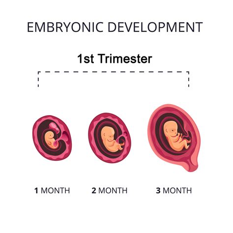 Stages Of Pregnancy First Trimester Cherokee Womens Health