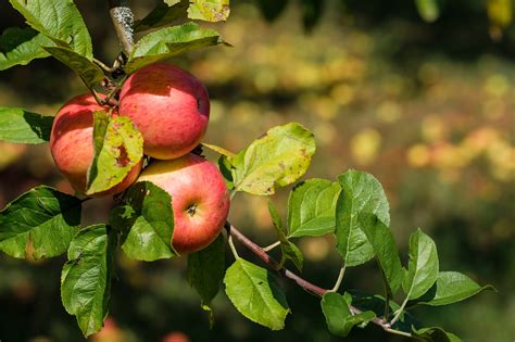 Apple Fruit Pome Free Photo On Pixabay Pixabay