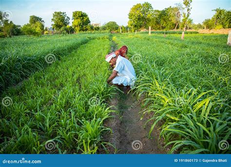 Indian Farmers Working In Green Agriculture Field Man And Woman Works Together Pick Leaves