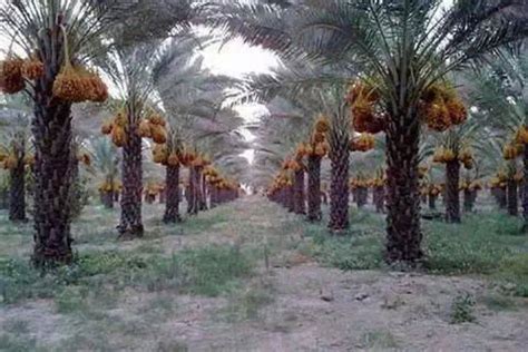 Polynesian Produce Stand Edible Date Palm ~degelet Noor~ Phoenix