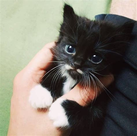 Pin By Tata On ｡fotos De Animais｡ In 2021 Kittens Cutest Black
