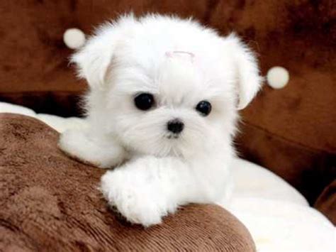 Contact me asap if you know how we can adopt or purchase a (for no more than around $200) mini pom or small pom (or any other tiny young breed). Tiny Teacup Maltese For Sale Ms Puppy Connection - YouTube