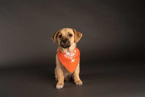 The pups will be split between #teamruff in tail mary tangerine and #teamfluff sporting bark blue. the two teams will be playing against each other in the. Meet the Players from Puppy Bowl XVII | See the Puppies ...
