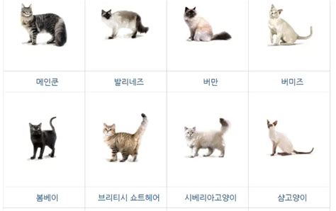 고양이 종류 71가지 고양이 품종 뚝딱 뉴스