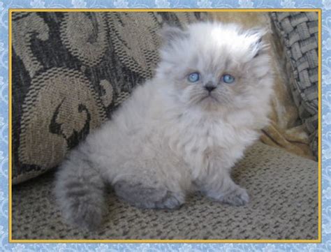 Jiji.ng more than 119 cats & kittens are waiting for you buy your future friend today ▷ prices are starting from ₦ 10,000 in nigeria. Himalayan Kittens for sale - New Jersey - Blue Point One ...