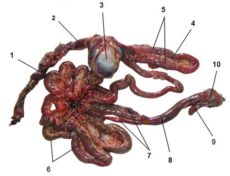 Digestive System Of A Penguin Length : Every organ has a role in