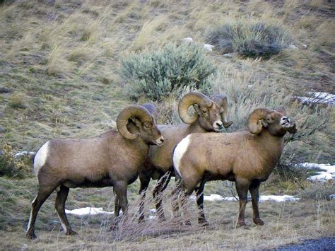 Homepage Wyoming Wild Sheep Foundation
