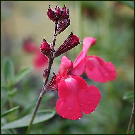 Buy Salvia Lipstick Plants Online From Norfolk Herbs