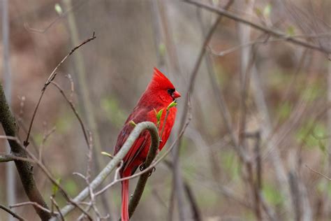 State Bird Of Ohio The Northern Cardinal Photographed In Ohio Birding