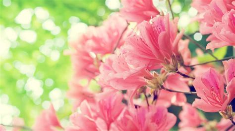 Beautiful Pink Spring Flowers Hd Nature Wallpaper Wallpaper Download