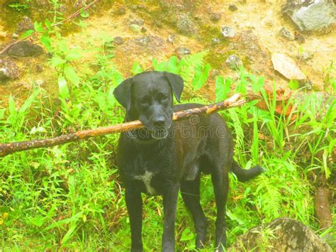A Beautiful Black Dog Standing With His Big Stick In His Mouth Stock