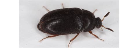 Carpet Beetles Elite Pest Management Llc