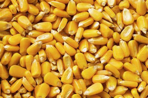 Yellow Grain Corn Kernels After Harvest Stock Photo Dissolve