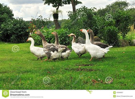 Six Geese In Garden Stock Image Image Of Lawn Byre 43098087