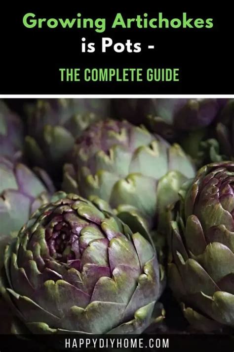 Growing Artichokes In Pots The Complete Guide Happy Diy Home