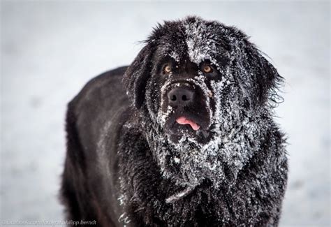 Newfoundland Dog In The Snow Canis Lupus Familiaris Photorator
