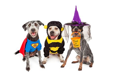 Howl Oween Dog Costume Contest To Be Held At Bicentennial Park