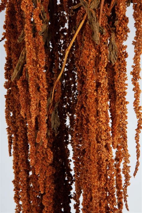 Amaranthus Hanging Dry Bronze Wafex