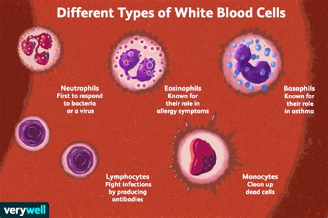 Types And Function Of White Blood Cells Wbcs