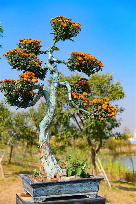 Acrocarpus fraxinifolius (pink cedar) family: Bonsai Tree With Orange Color Chrysanthemum Flowers Stock ...