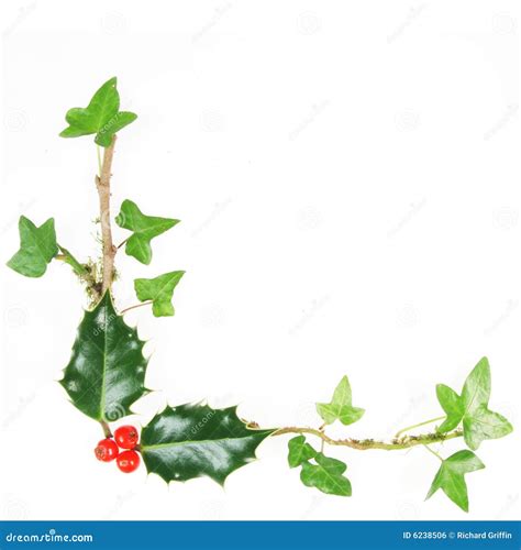 Christmas Ivy Clipart