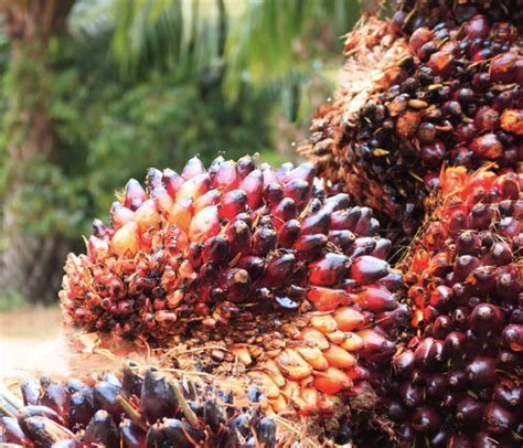 Oil palm plantation in sarawak. Oil palm plantations are not 'forests' - The Borneo Project