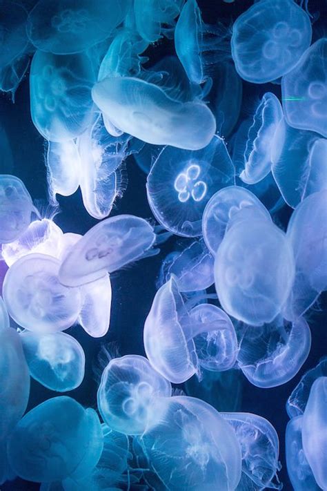 Princess Jellyfish Life Aquatic Underwater Creatures Ocean Life