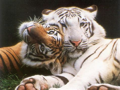 Tigres | animals beautiful, animals, animal planet. .::Curiosidades Animal::.: Tigres!