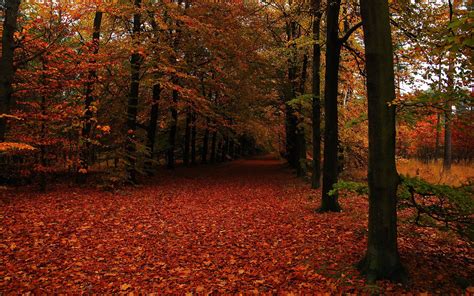 Path In Autumn Forest Wallpaper Nature Wallpapers 33003