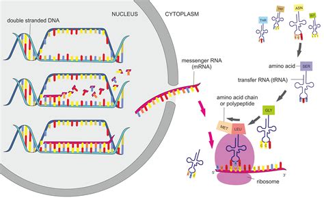 Proteins Vividscience