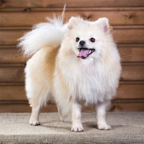 20 Small Dog Breeds That Are Beyond Cute Page 2