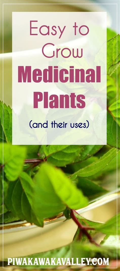 10 Medicinal Plants And Their Uses Easy To Grow Medicinal Herbs That