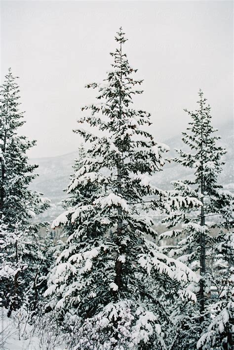 Landscape Of Snowy Pine Trees Del Colaborador De Stocksy Daniel Kim