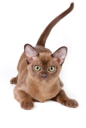 The burmese were accepted for registration by the cat fanciers association in 1936 although the breed was. Cat Breeds: The Burmese Cat