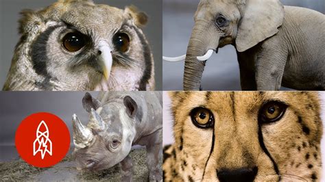 Top 188 Top 10 Most Endangered Animals In Africa