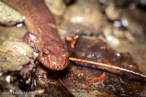 Spring Salamander Gyrinophilus Porphyriticus Winter Thaw Flickr