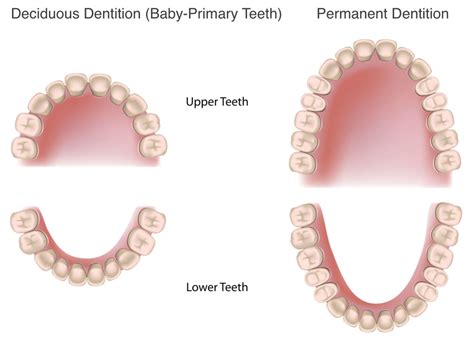 Permanent Tooth Eruption In Children Kids Dental Online Plano