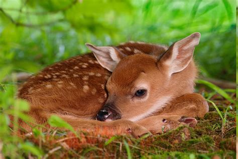 Deer Nature Animals Fawns Baby Animals Wallpapers Hd Desktop And