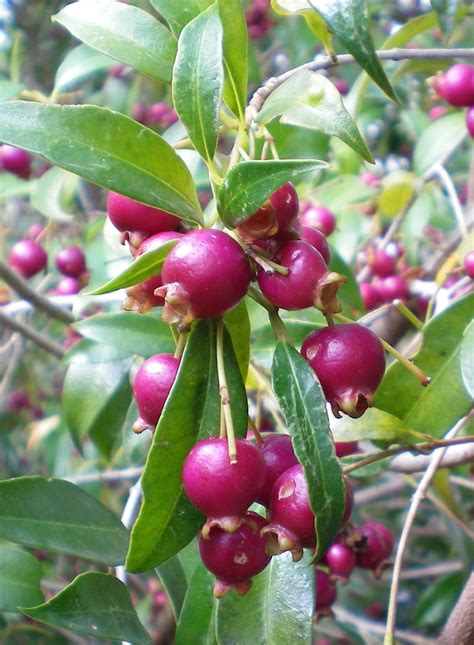 Australian Native Fruits Syzygium Paniculatum Or Magenta Lilly Pilly